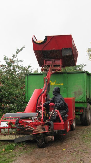 Transferring the cider apples to the waiting trailer